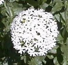 Heirloom Non-GMO Maltese Cross Flower Seeds for Planting – Bright Red Hardy Blooms for Cottage Gardens - Non-GMO for planting in home garden